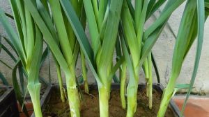 SULIT PACK! ONION LEEKS SEEDS (30PCS SEEDS) - BIG GREEN/HYBRID/FOR PLANTING/EASY TO GROW