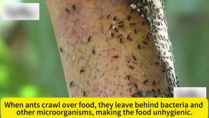 【Kill all ants】Layee Ant killer Ant bait Ubat semut Continuous protection efficient killing Ants killer bait Racun semut paling kuat Ubat semut paling kuat