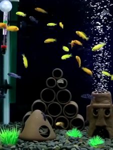 Hang gốm - đồ chơi cho bể cá cảnh tép cảnh nhiều mẫu