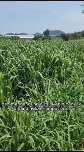 BENIH RUMPUT MOMBASA GHINE F1 PREMIUM ORIGINAL - 1000 BIJI | Rumput Pakan Ternak Berkualitas Tinggi