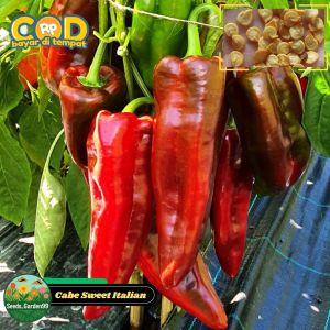 10 BUTIR BIJI/BENIH CABE JUMBO SWEET ITALIAN