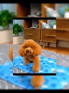 My Life's แผ่นเจลเย็นแมวสุนัข สัตว์เลี้ยงที่นอนเจลเย็น แผ่นเจลเย็น ที่นอนเย็น สำหรับสัตว์เลี้ยง