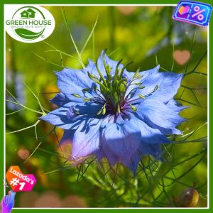 Green House® - Kalongji Seeds for Planting (100 Seed) your own High Yield Organic Potential Medicinal Nigella Sativa