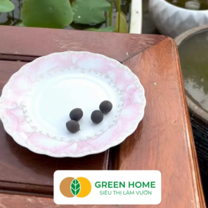 Hạt Giống Hoa Sen Ta GreenHome Gói 20 Gram Dễ Trồng Nảy Mầm Tốt Bông To Lá Dày H10