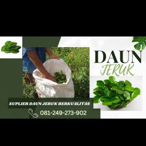 Daun Jeruk: Bahan Masakan & Bumbu Tradisional