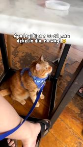 KIYOPAW Parfum Anabul Parfum Kucing Premium Parfum Kucing Non Alcohol KIYOPAWFUME 30 ML
