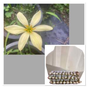 หัวดอกบัวดิน Gros Michel Banana หัวละ 50 บาท