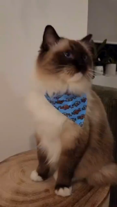 Fuzzyard 3 in 1 Fashion Pack Accessories for Cats - Bandana + Collar + Bowtie | 6 Cute Designs