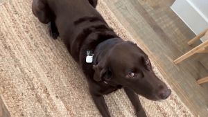 Mini GPS Smart Tracker Key Finder Luggage Tracker Works with Apple Find My (iOS only) Replaceable Battery Water-Resistant Bluetooth Item Finder for Wallet Bags Suitcase Pets & Backpack Black and White