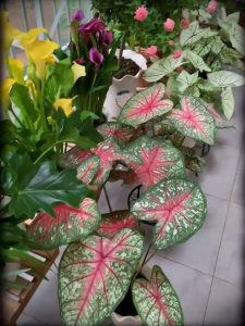 Stanley High-Quality Slow-Release Plant Food Bar for Greenery Enhancement