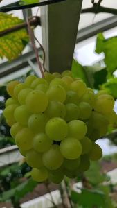 Bibit Anggur Import Kismish Veles & Bibit Anggur Veles