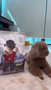 Dogmix Hạt Thức Ăn Dành Cho Cún Siêu Dinh Dưỡng- Túi 5kg - Trộn thịt gà tôm cá trích