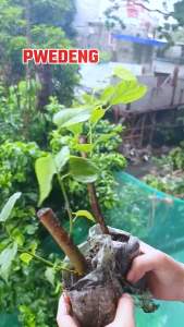 MULBERRY PLANTS ILLINOIS ROOTED PLANT MABILIS MAG BUNGA B2T1 SEEDLINGS/MATAMIS ANG BUNGA