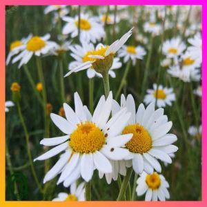 SeedsPLAZA™ - Chamomile Seeds for Planting (30 Seed) incl. Planting Instruction for Herbal Flower Plant