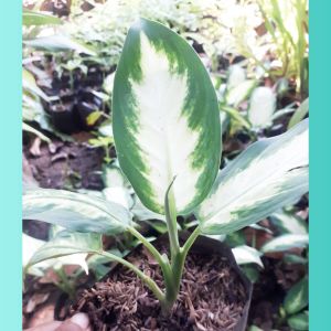 Tanaman Hias murah blanceng susu/pohon blanceng susu/tanaman hias aglonema blanceng susu/Tanaman hias murah promo blanceng susu