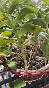 Phân Dê Hữu Cơ (Đã Qua Xử Lý) - Túi 1kg - Chuyên Hoa Hồng Lan Cây Cảnh Giúp Cây Khoẻ Ổn Định