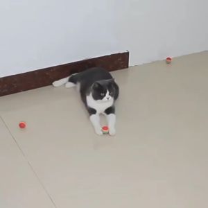 Mainan Kucing Kitten Dog Toys Bola Anjing Puppy Bola Rainbow Ball  Cat Toys Stick Mainan Tongkat Bola Pelangi Bola Krincing