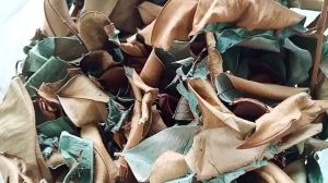 1kg lá vú sữa sấy khô hữu cơ