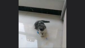 Đồ chơi cho Mèo lò so gắn chuột và lông vũ kèm cốc hút (mẫu mới) - Hara Pet Store