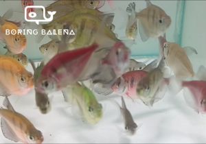 BRBN Fluorescent Tiger Skirt Tetra - Mixed Fluorescent Tiger Skirt Tetra Assortment - Ikan Tiger Skirt Tetra - Aquarium Freshwater Fish / Ikan Air Tawar