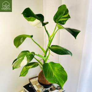 Monstera Deliciosa Variegated Kokedama Moss Ball | Indoor Monstera Plant | Decorative Plant | Letsplant 手作苔玉