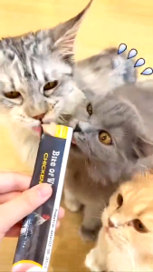 Súp Thưởng Cho Mèo Bite of Wild - Gà Cá Hồi & Thỏ (4 thanh x 15g)