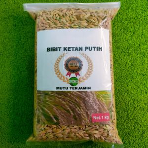 Benih padi beras ketan putih  unggul per 1 kg