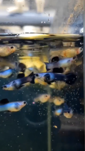 🐟Ajelis Guppy🐟Mini Panda (Blue/ Black) Round Tail Guppy 熊猫圆尾孔雀鱼 - Aquarium Ornamental Fish Ikan Hiasan 孔雀鱼 圆尾 特殊尾