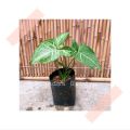 (GG real plant) syngonium green star ^  podophyllum arrowhead pokok keladi hiasan rumah indoor house ps. 