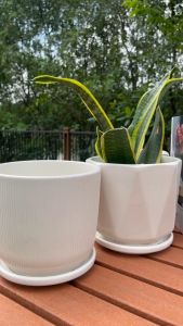 Chậu hoa gốm sứ hoạ tiết size 13cm trồng cây kèm  đĩa đựng nước