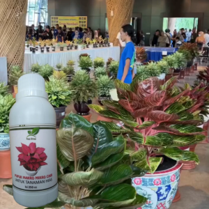 Pupuk Cair 250 ml Booster Penyubur Aglonema tanaman hias daun dan bunga yang bagus