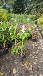 พูดกังหัน ต้นสวยแข็งแรงและรากเต็มกระถางขนาด กระถาง 11 นิ้ว (กทม)