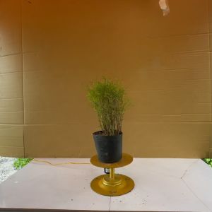 Cây Trúc Tăm - Cây Trồng Trang Trí Tiểu Cảnh