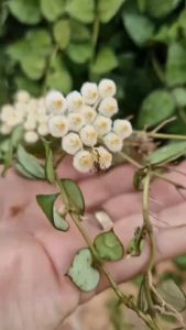 Cây Cẩm Cù Hoya Krohniana: Hoa thơm