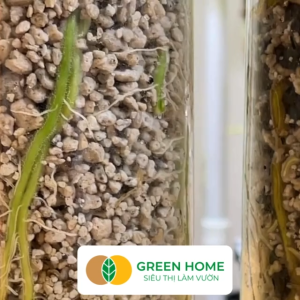 Đá Pumice Greenhome Bao 500GR Đất Trồng Sen Đá Giá Thể Trồng Cây Lót Chậu Nhiều Khoáng Chất Thoát Nước Tốt