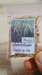 10 กรัม เมล็ดข้าวจ้าวใบม่วงรวงเขียว เมล็ดข้าวจ้าวใบม่วง เมล็ดข้าวใบม่วง ข้าวใบสีม่วง เมล็ดข้าวจ้าว ข้าวจ้าวใบดำ เมล็ดข้าว