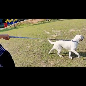 Custom Large Dog Collar Cute Print Personalized Pet Collar Nylon Puppy Dogs ID Collars Engraved Name for Small Medium Large Dog