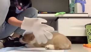 [Fast Delivery] 12Pcs Disposable Pet Wet Wipes Gloves Pet Wipes