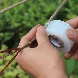 3cmx200m เทปพันกิ่งไม้ อุปกรณ์ทำสวน เทปพันตอนกิ่ง อุปกรณ์การเกษตร เทปพันกิ่งทาบ พลาสติกทาบกิ่ง เทปติดตาต้นไม้ฟิล์มยืด พันต้นไม้ เหนียวพิเศษ ฟิมล์ยืดใส ความยาว 200 เมตร กวาง5cm/3cm