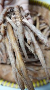 Temu Kunci Segar 250gr Organik - Bumbu Sayur Bening dari Gunung Kidul