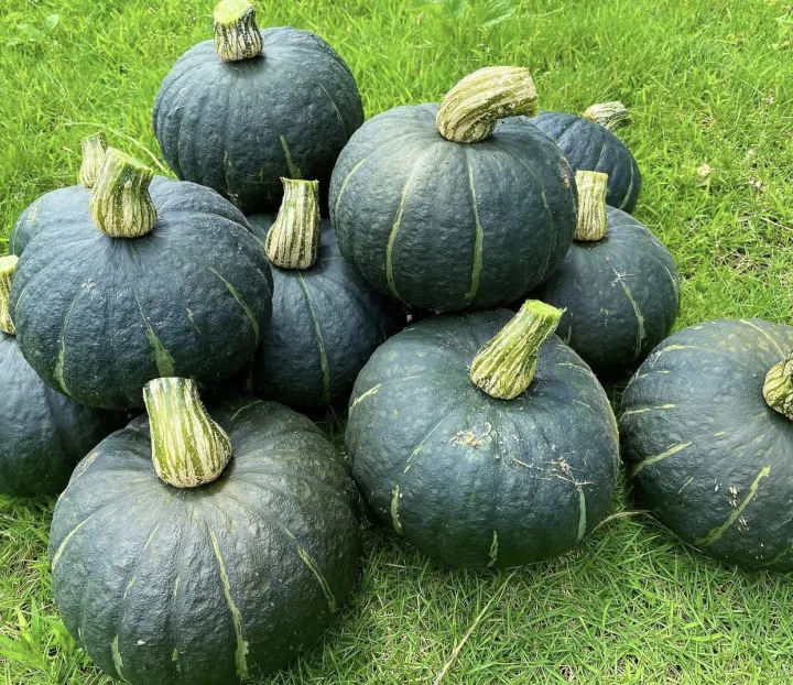 เมล็ดฟักทองเขียวกิโมโนญี่ปุ่น 15-20 เมล็ด ลูกเล็ก เนื้อเหนียว หวานหอม