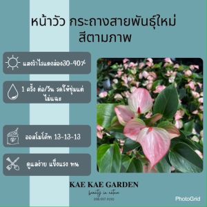 ดอกไม้หน้าวัวพันธุ์ไทย Kae Kae Garden ความรักอันมั่นคงและอดทน