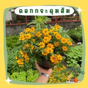 ดอกกระดุมส้ม กระดุมทอง ดอกไม้กินได้ใส่ถุงดำ 6 นิ้ว ดอกทานได้ เป็นสมุนไพร ไม้ประดับสวน พันธุ์พุ่ม ไม่เลื้อย