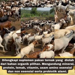 Vitamin Khusus Kambing Biar Cepat  Gemuk Obat Penggemuk Kambing Domba Obat Nafsu Makan Kambing Domba