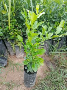 มะกรูดแบบเพาะเมล็ด ถุงใหญ่ 1 ถุง มี 2-4 ต้น