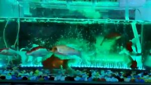 BOB PET Aquarium LED Submersible Light Fish Tank LED Light Submersible Waterproof Aquarium Colorful Light(Note: Oxygen pump required)