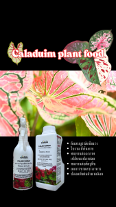 ปุ๋ยบอนสี ขนาด 1 ลิตร แถมแบบสเปรย์พ่น 500 มิลลิลิตร