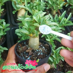 ปุ๋ยใส่ต้นไม้ สูตร 16-16-16 1ถุงบรรจุ 1 กิโลกรัม เป็นปุ๋ยที่มีสารอาหารครบถ้วน ประกอบด้วยไนโตรเจน ฟอสฟอรัส โปรตัสเซี่ยม