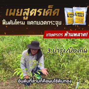 นทอง ช่วยให้ดินฟู รากเดินสะดวก เร่งการแตกราก แตกยอด และเพิ่มธาตุอาหารให้กับพืช