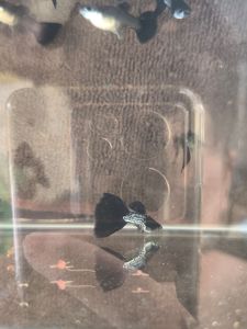 METAL Snakeskin Black Tail Guppy